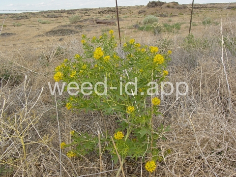 beeplant, yellow